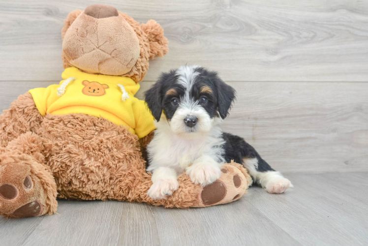 Little Mini Berniedoodle Poodle Mix Puppy