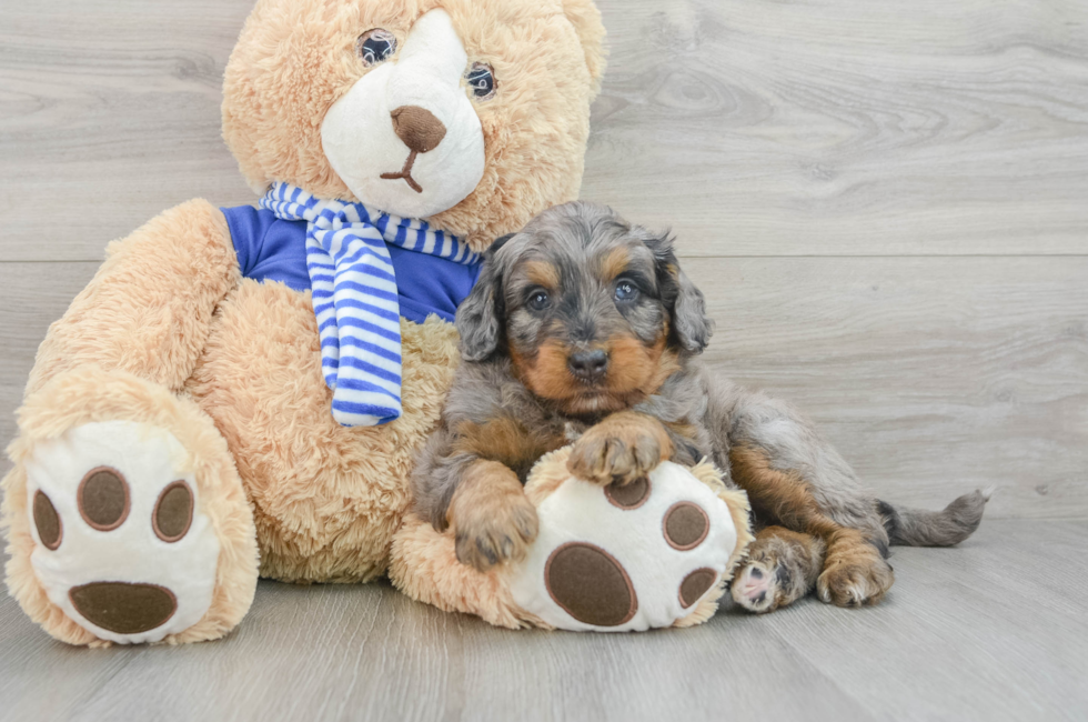 8 week old Mini Bernedoodle Puppy For Sale - Premier Pups