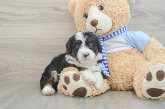 Fluffy Mini Bernedoodle Poodle Mix Pup