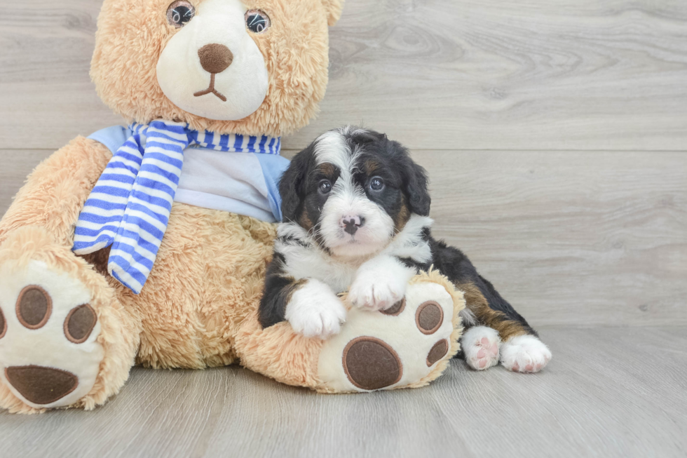 Best Mini Bernedoodle Baby