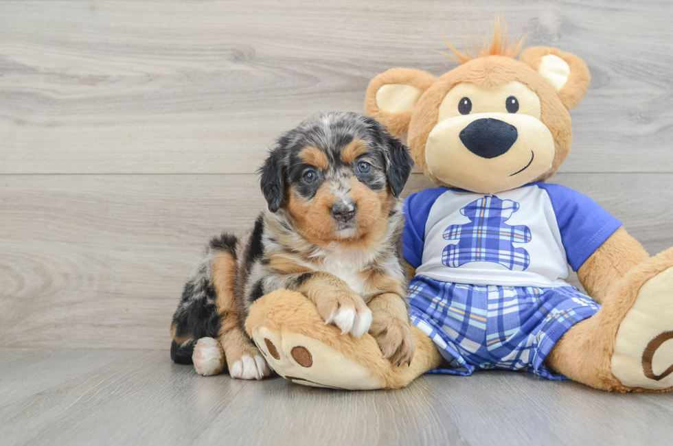 5 week old Mini Bernedoodle Puppy For Sale - Premier Pups