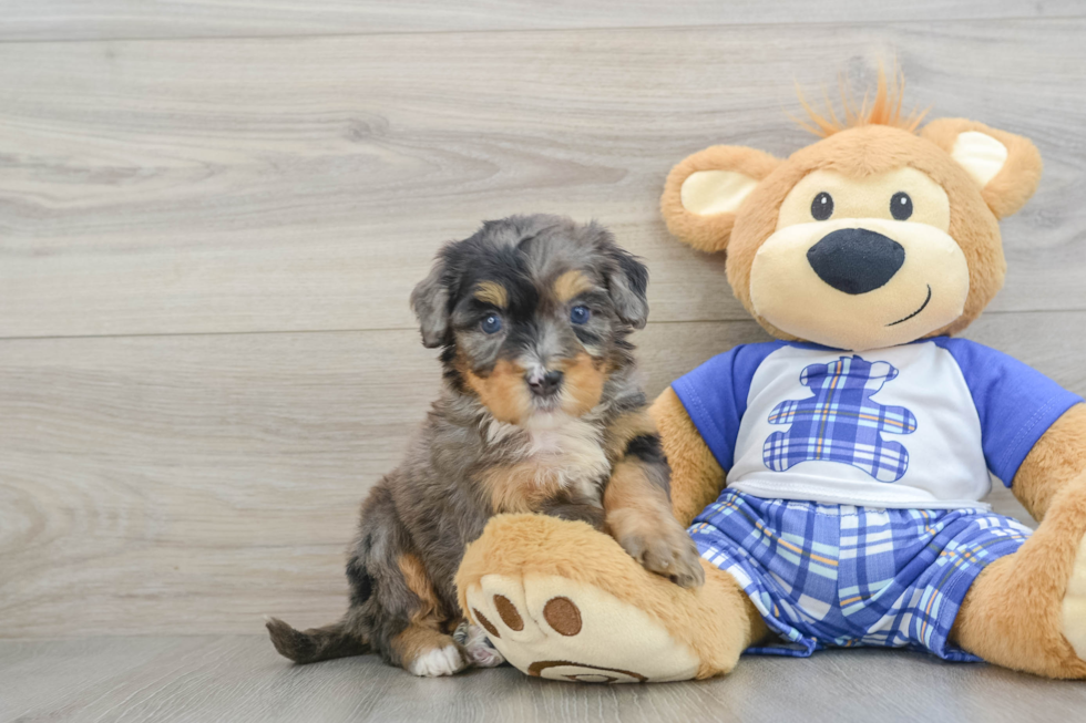 Best Mini Bernedoodle Baby