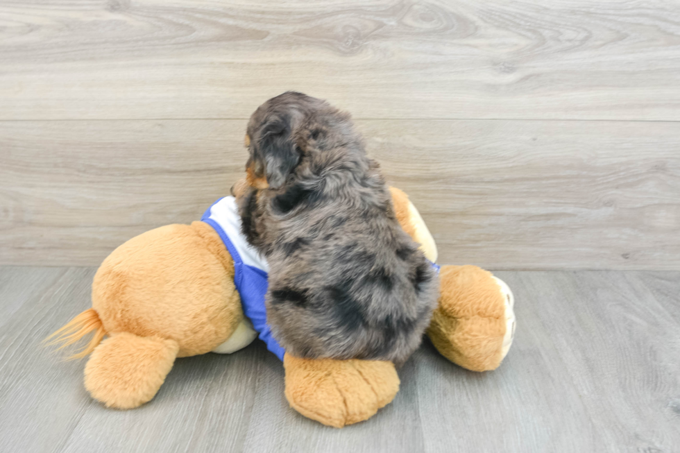 Best Mini Bernedoodle Baby