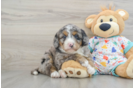 Mini Bernedoodle Pup Being Cute