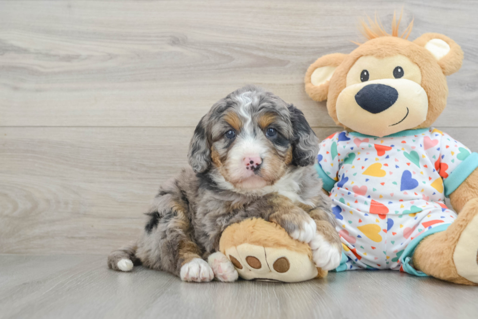 Mini Bernedoodle Pup Being Cute