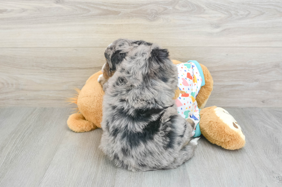 Best Mini Bernedoodle Baby