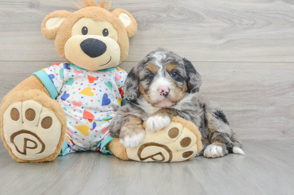 7 week old Mini Bernedoodle Puppy For Sale - Premier Pups