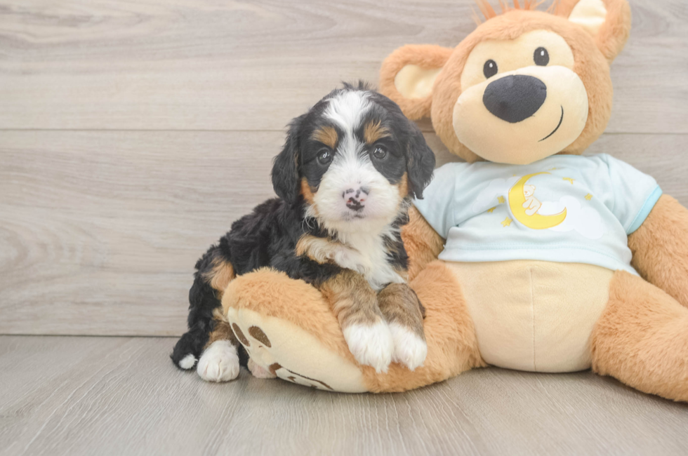 5 week old Mini Bernedoodle Puppy For Sale - Premier Pups