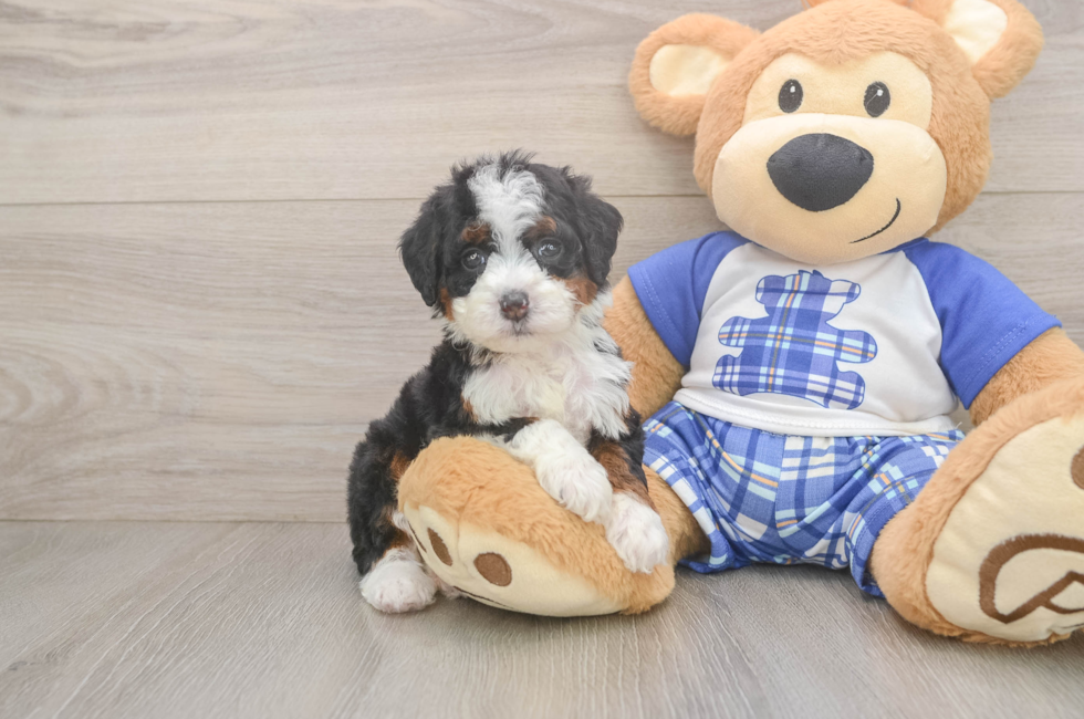 5 week old Mini Bernedoodle Puppy For Sale - Premier Pups