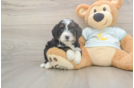 Best Mini Bernedoodle Baby