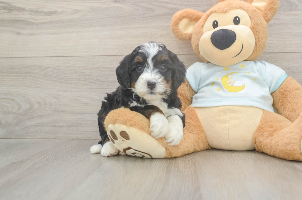 5 week old Mini Bernedoodle Puppy For Sale - Premier Pups