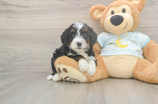 Best Mini Bernedoodle Baby