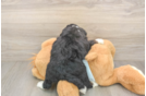 Happy Mini Bernedoodle Baby