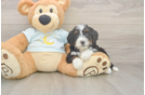 Smart Mini Bernedoodle Poodle Mix Pup