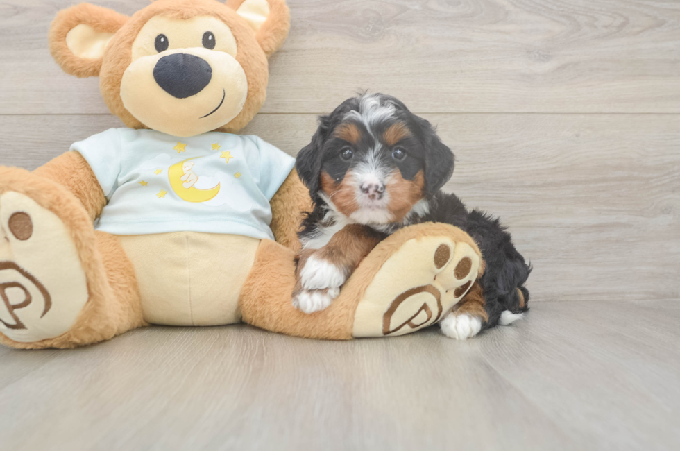 5 week old Mini Bernedoodle Puppy For Sale - Premier Pups