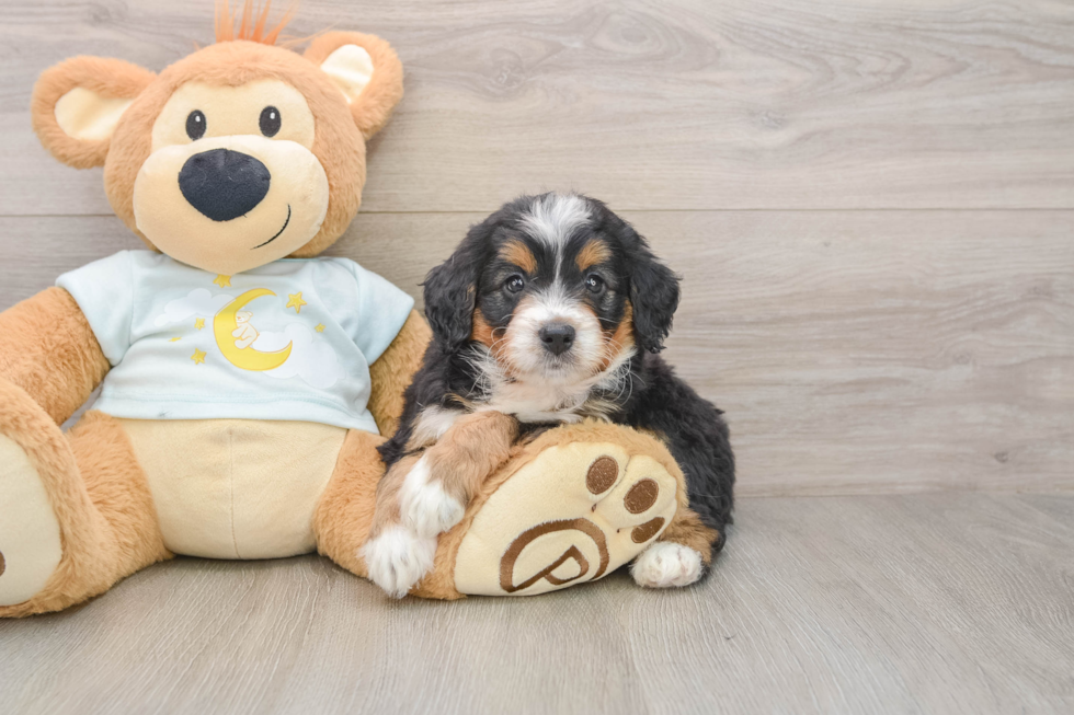 Funny Mini Bernedoodle Poodle Mix Pup