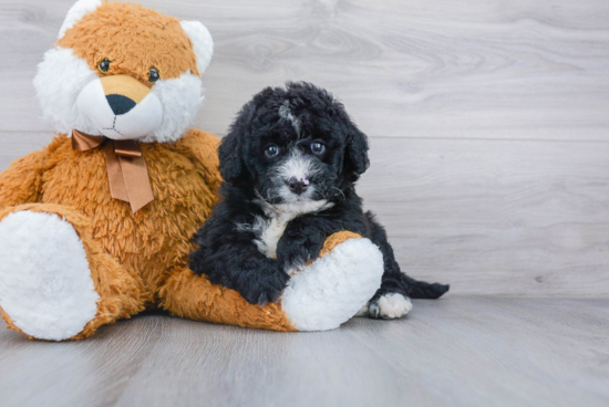 Best Mini Bernedoodle Baby