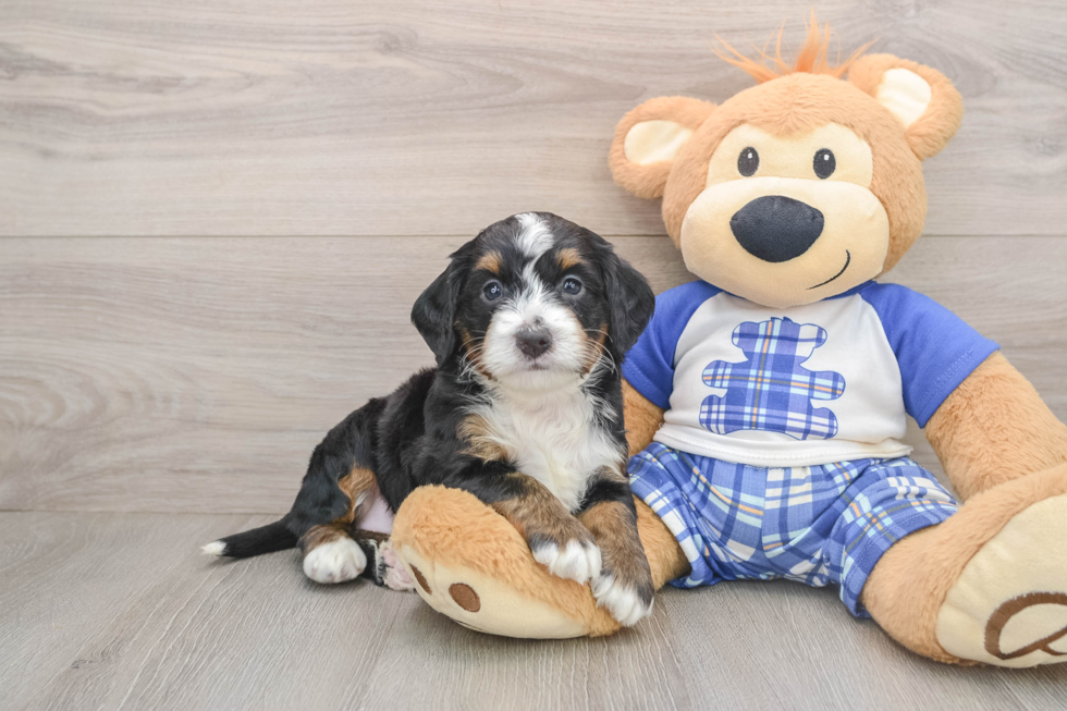 Happy Mini Bernedoodle Baby