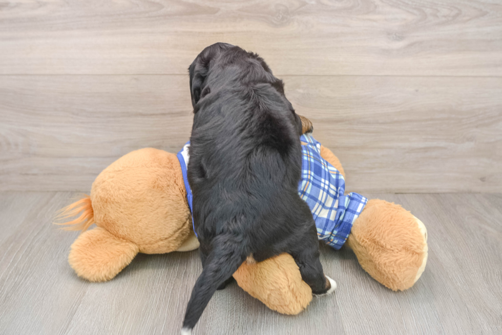 Best Mini Bernedoodle Baby