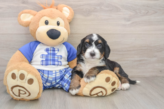 Cute Mini Bernedoodle Baby