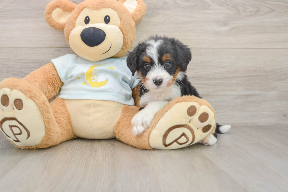Mini Bernedoodle Puppy for Adoption