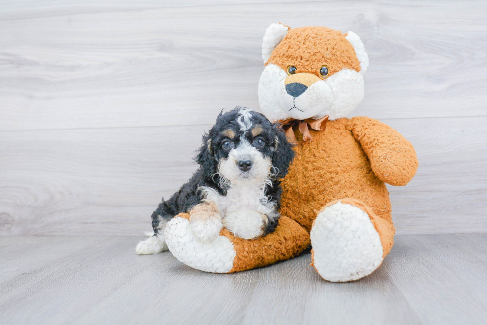 Happy Mini Bernedoodle Baby