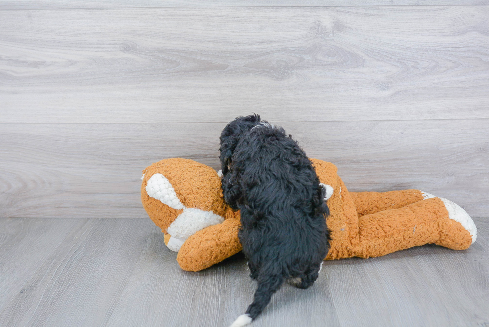 Hypoallergenic Bernadoodle Poodle Mix Puppy