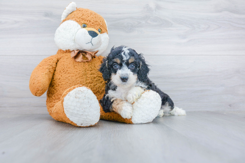 Mini Bernedoodle Puppy for Adoption