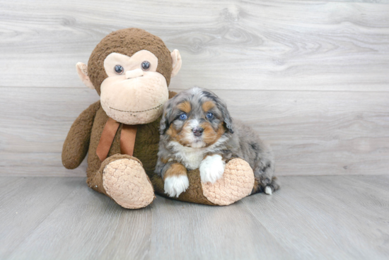 Best Mini Bernedoodle Baby