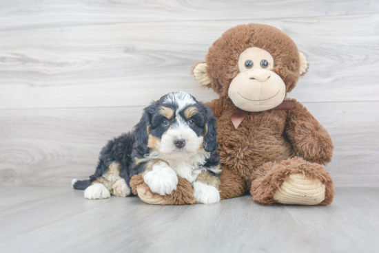 Friendly Mini Bernedoodle Baby