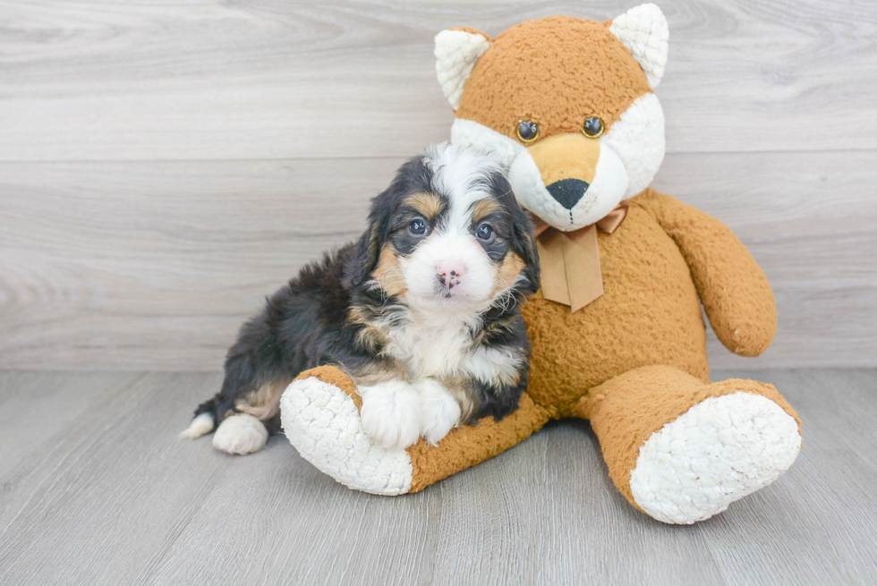 Friendly Mini Bernedoodle Baby