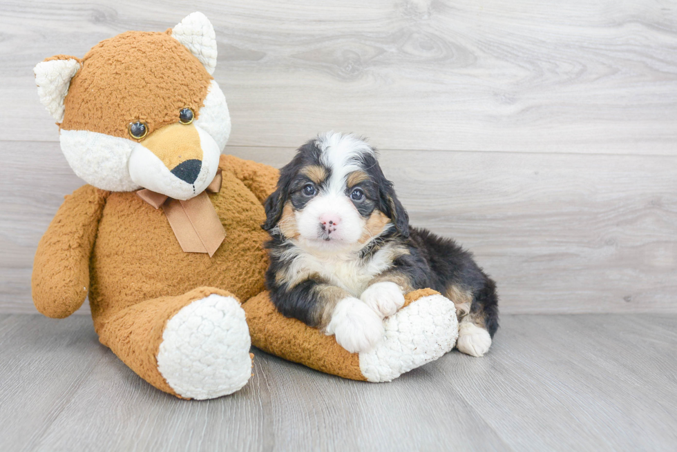 Best Mini Bernedoodle Baby