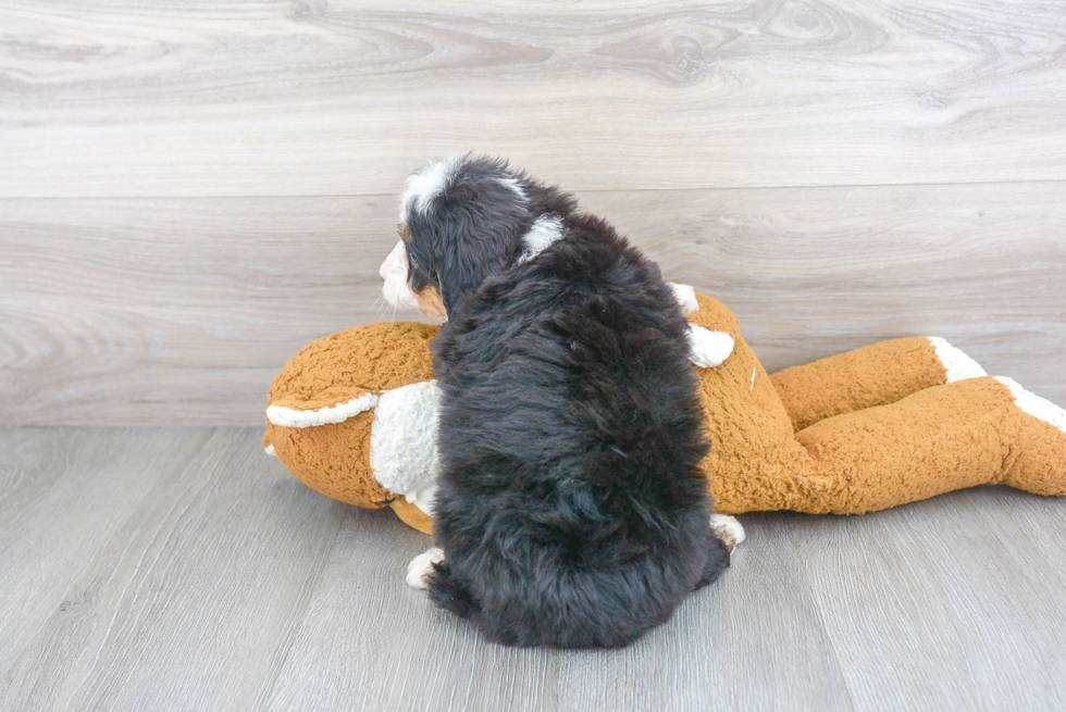 Mini Bernedoodle Pup Being Cute