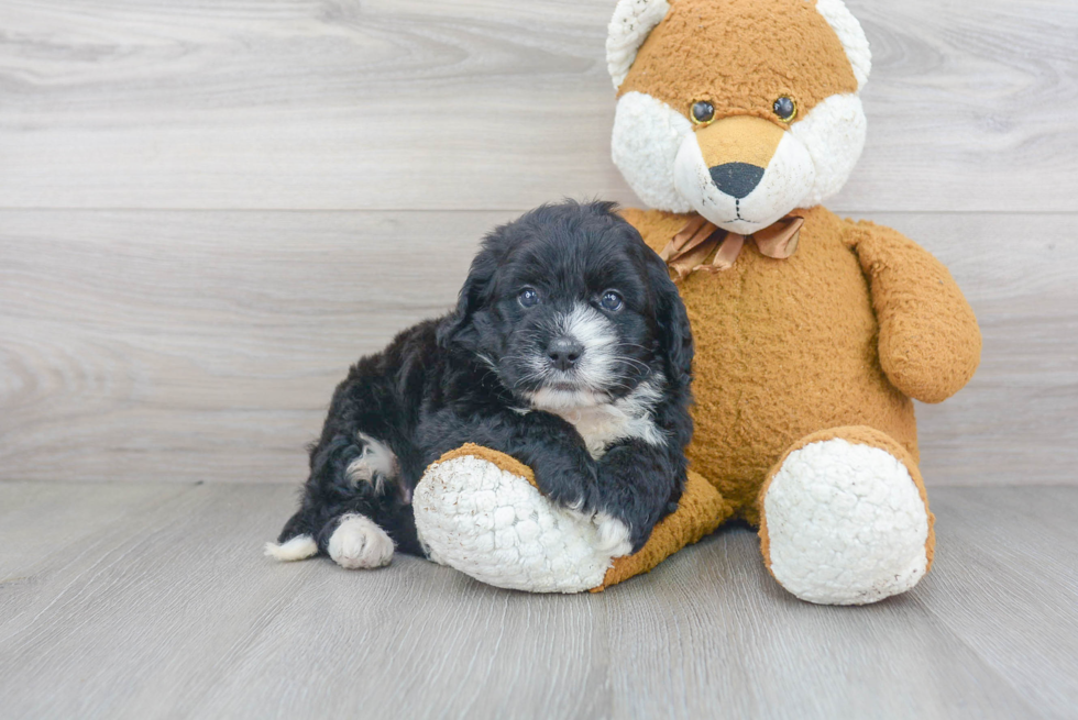Mini Bernedoodle Pup Being Cute