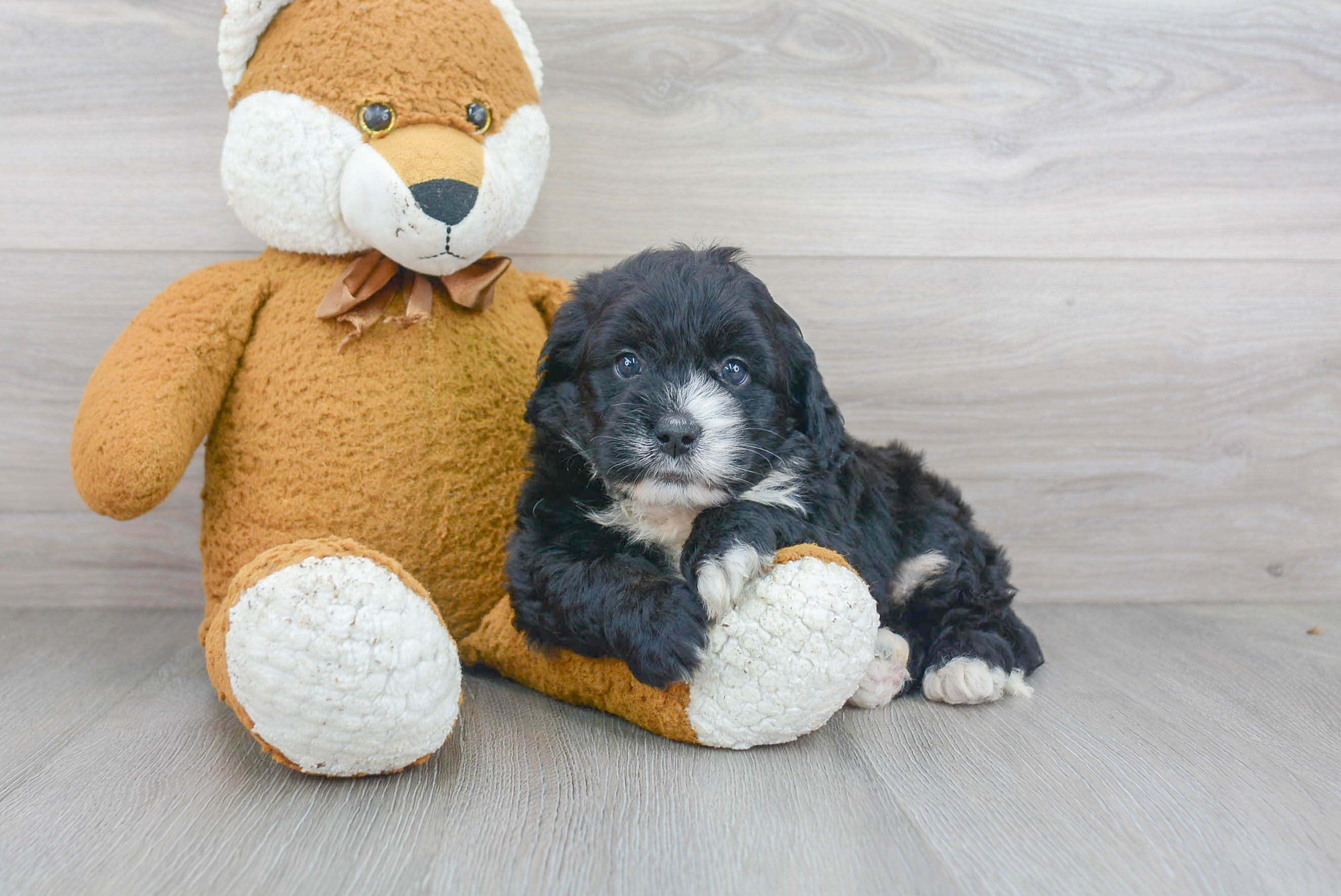Mini Bernedoodle Puppy for Adoption