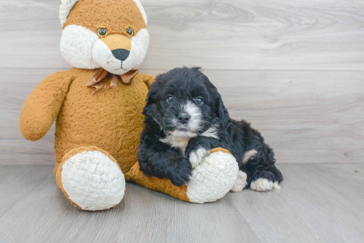 Mini Bernedoodle Puppy for Adoption