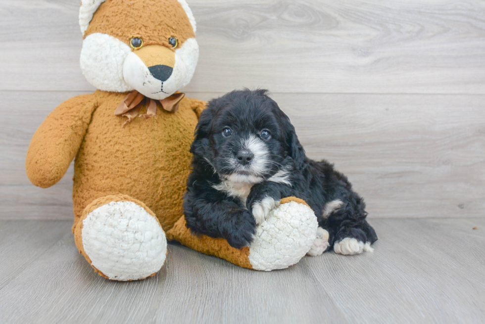 Mini Bernedoodle Puppy for Adoption