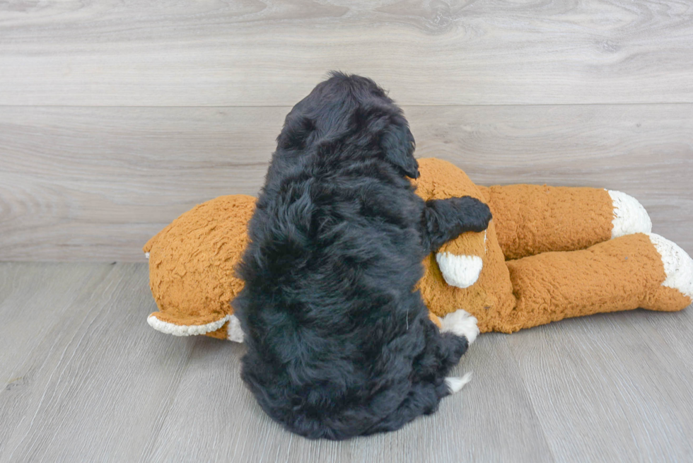 Cute Mini Bernedoodle Poodle Mix Pup