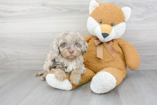 Mini Bernedoodle Pup Being Cute