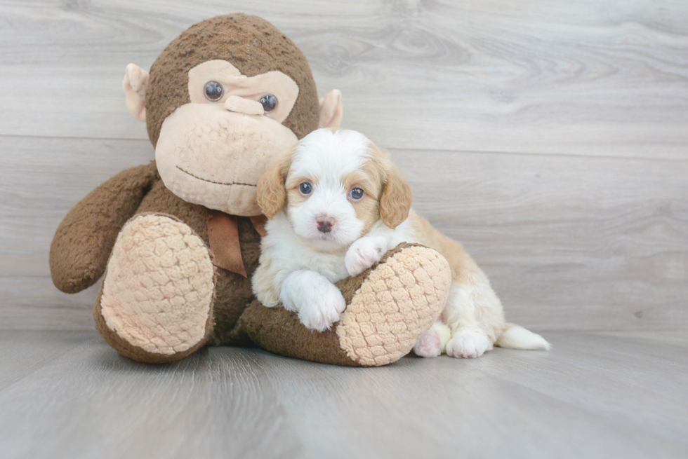 Mini Bernedoodle Pup Being Cute