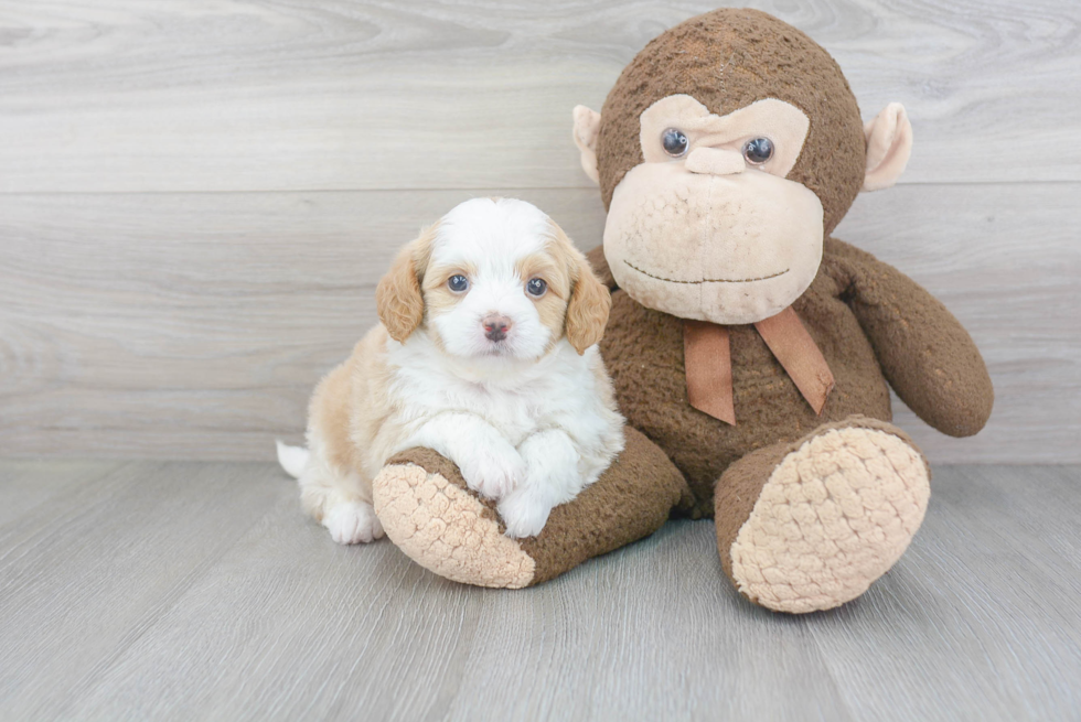 Mini Bernedoodle Puppy for Adoption