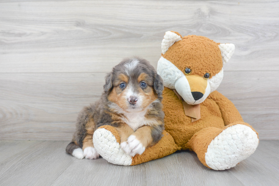 Adorable Mini Berniedoodle Poodle Mix Puppy