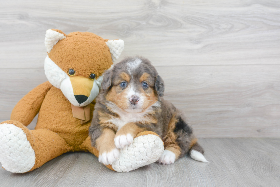 Mini Bernedoodle Puppy for Adoption