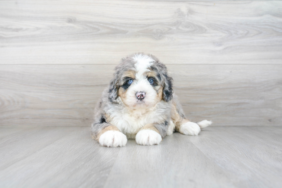 Adorable Bernadoodle Poodle Mix Puppy