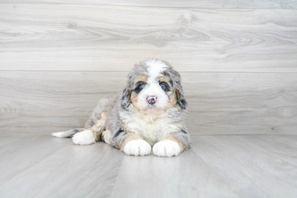 Playful Mini Berniedoodle Poodle Mix Puppy