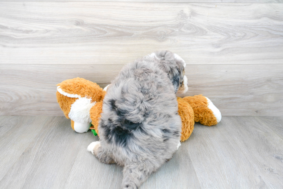 Friendly Mini Bernedoodle Baby