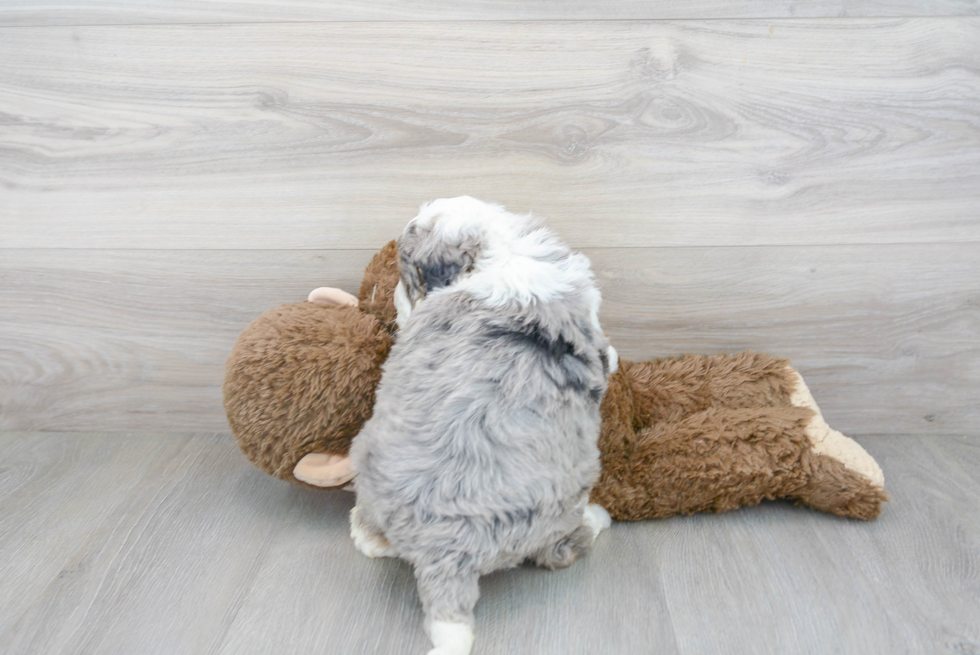 Mini Bernedoodle Puppy for Adoption