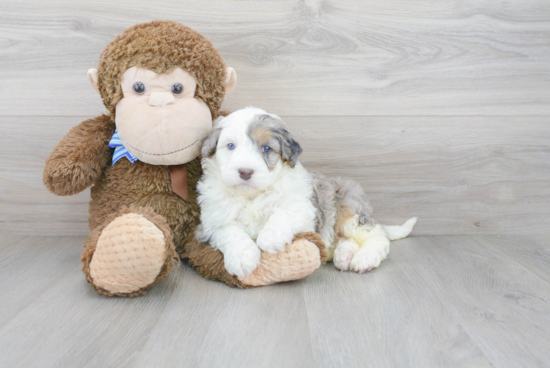 Best Mini Bernedoodle Baby