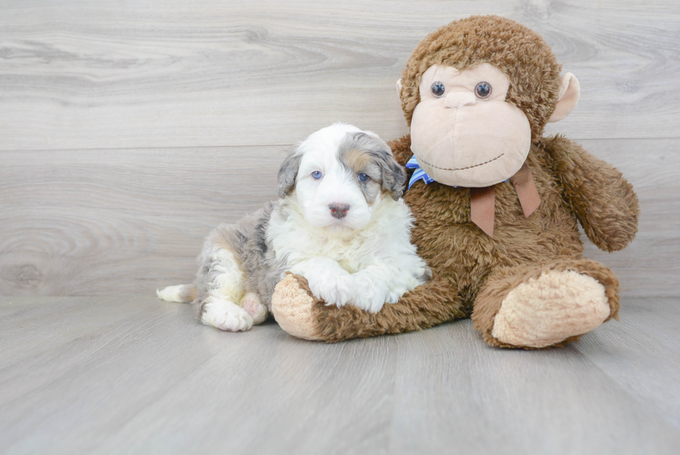 Mini Bernedoodle Puppy for Adoption