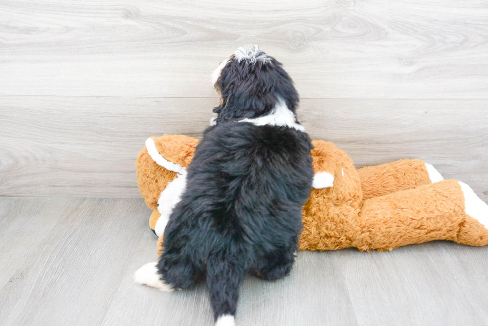 Best Mini Bernedoodle Baby